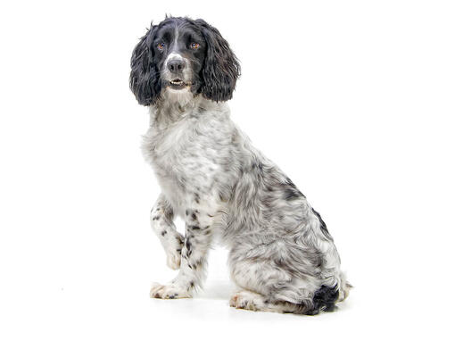 Cocker spaniel 2024 springer spaniel